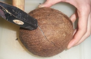 Con il martello diamo dei colpi sulla noce di cocco