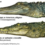 alligatori e coccodrilli