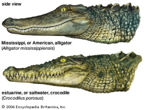 crocodile_alligator1