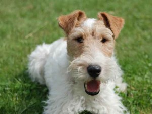 fox-terrier-ruvido