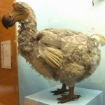 Dodo model, Dr Karl Shuker