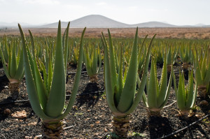 ALOE-VERA-GEL-IMMAGINE-CAMPO-COLTIVATO