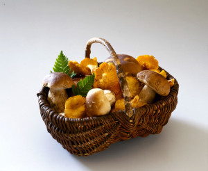 Basket of Cep and Chanterelle Mushrooms