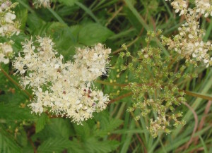 spirea