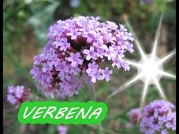 verbena 1