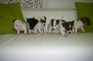 Cuccioli_di_jack_russel_terrier