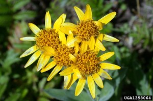 arnica