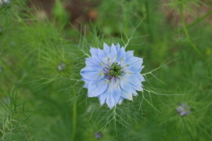 nigella