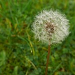 dandelion-1236545_960_720