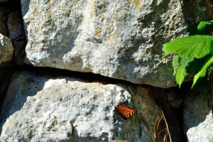 una farfalla in attesa